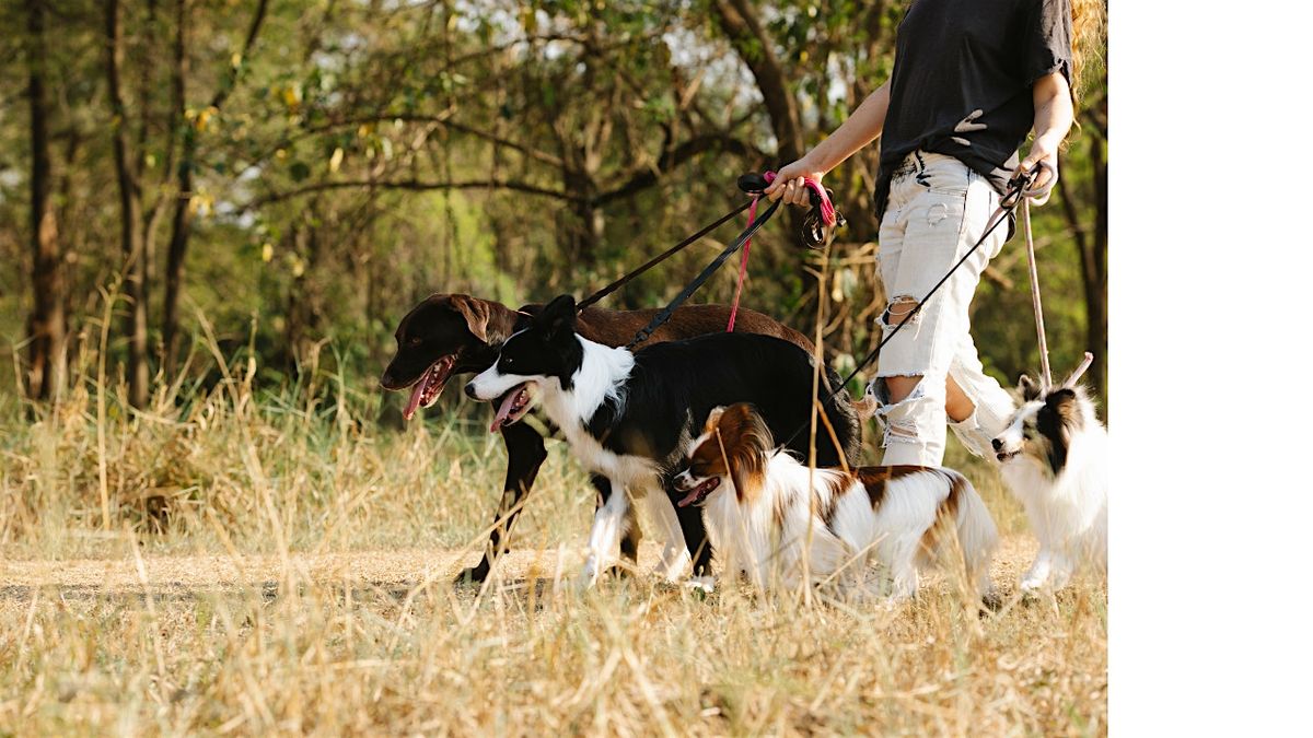 Dog Walking & Training Level 3 Diploma - Free Online Training