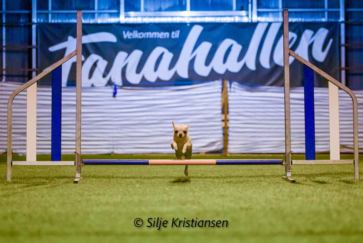 Bl\u00e5b\u00e6rstevne: Lavterskel Agility \u2013 Perfekt for Nybegynnere!