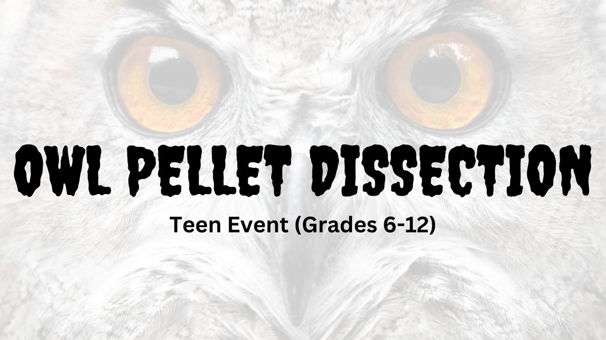 Owl Pellet Dissection