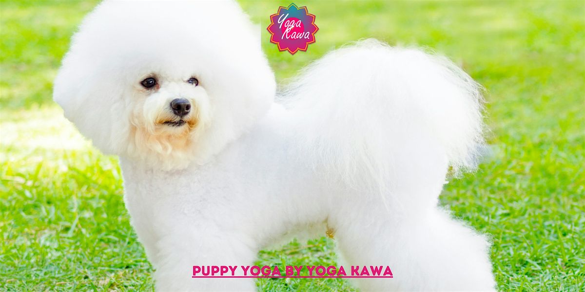 Puppy Yoga (Family-Friendly) by Yoga Kawa Markham Bichon Poodles