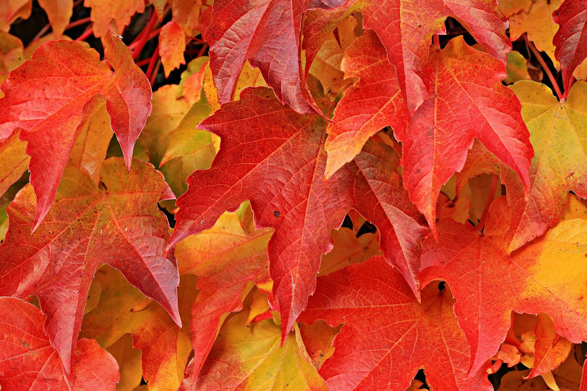 Fall Leaf Peeping Washington Square Park with Carey Russell