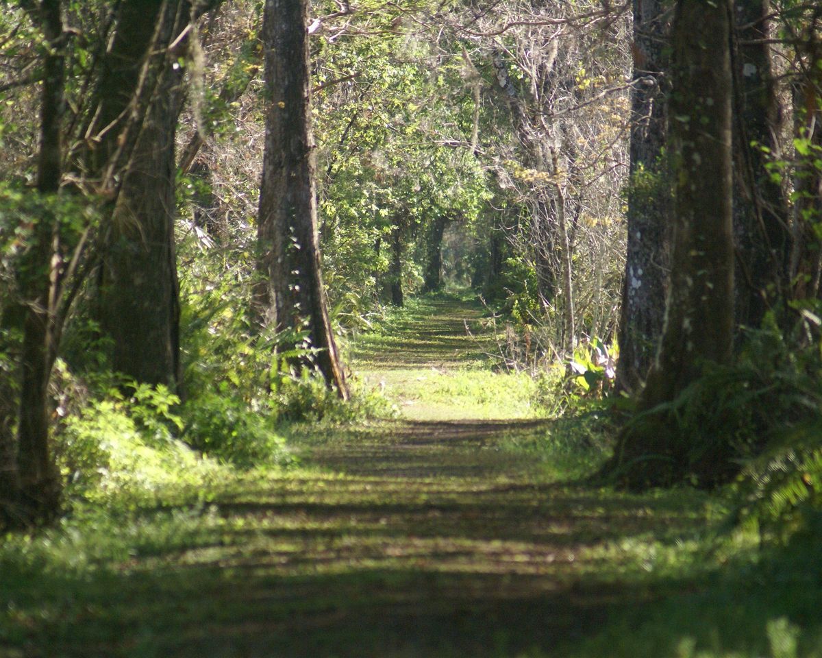 Guided Walk: CREW Bird Rookery Swamp (Saturday)