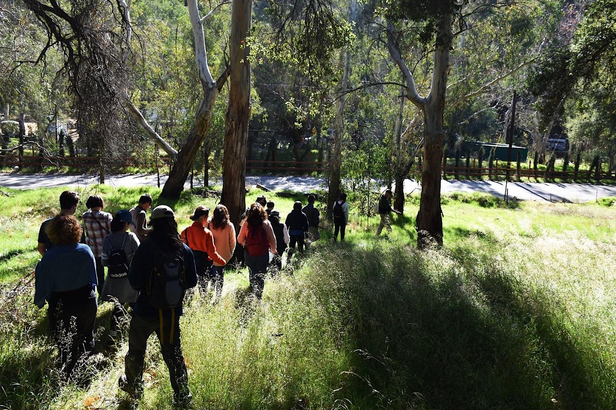Forest Walk Edible/Medicinal Plants Mushrooms Fibers and Dyes