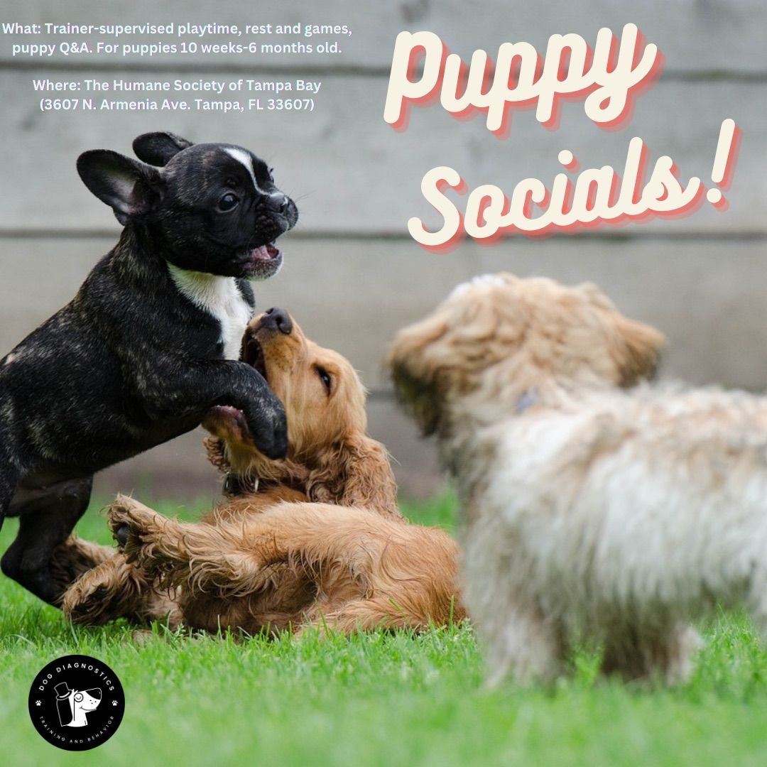 Puppy Social Tuesdays at HSTB! 