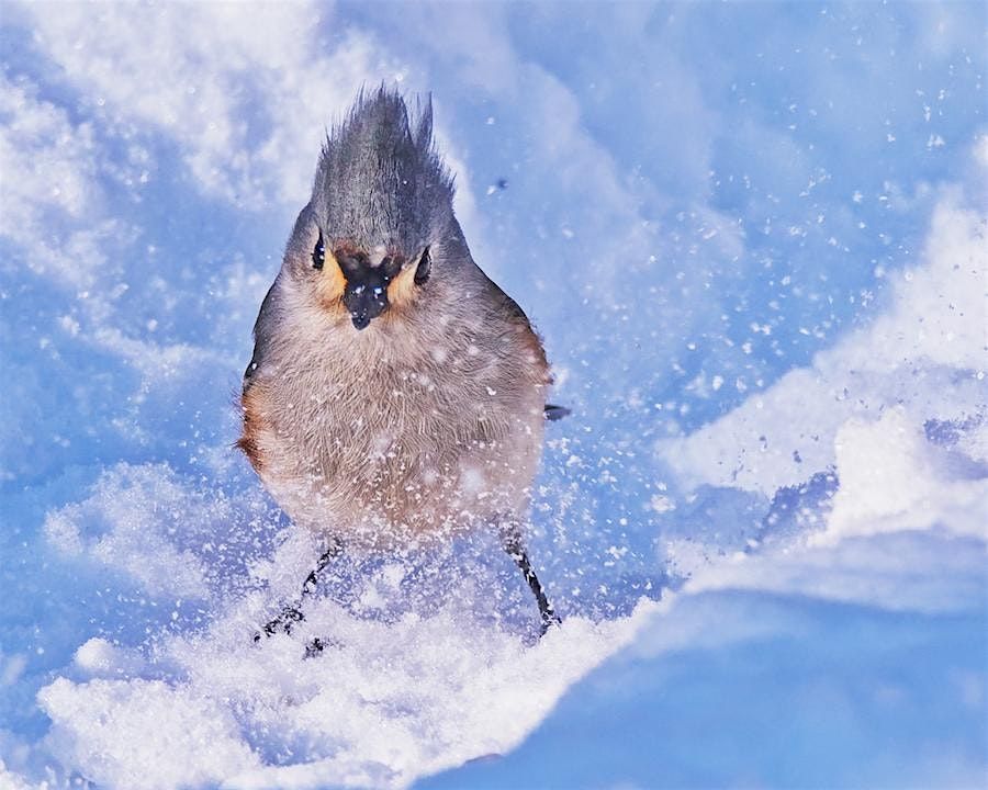 12 Birds of Christmas at Humbug Marsh