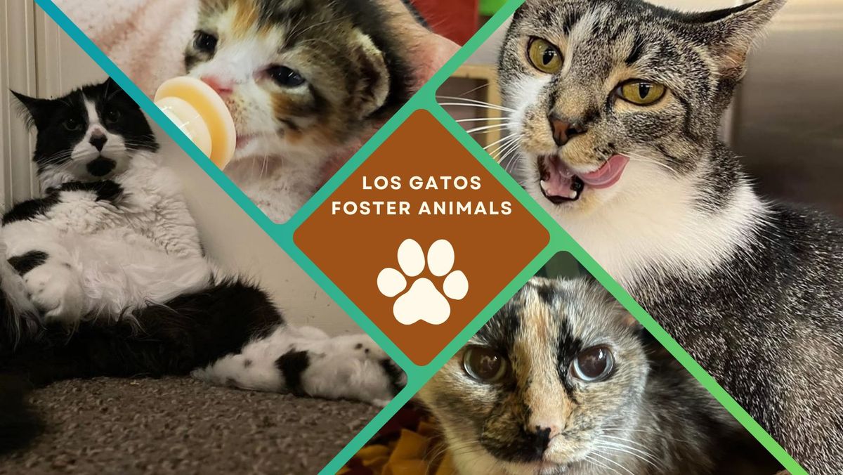 Los Gatos Foster Animals Adoption Event