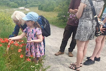 Wild Foods of Stanmer Park (Brighton) .