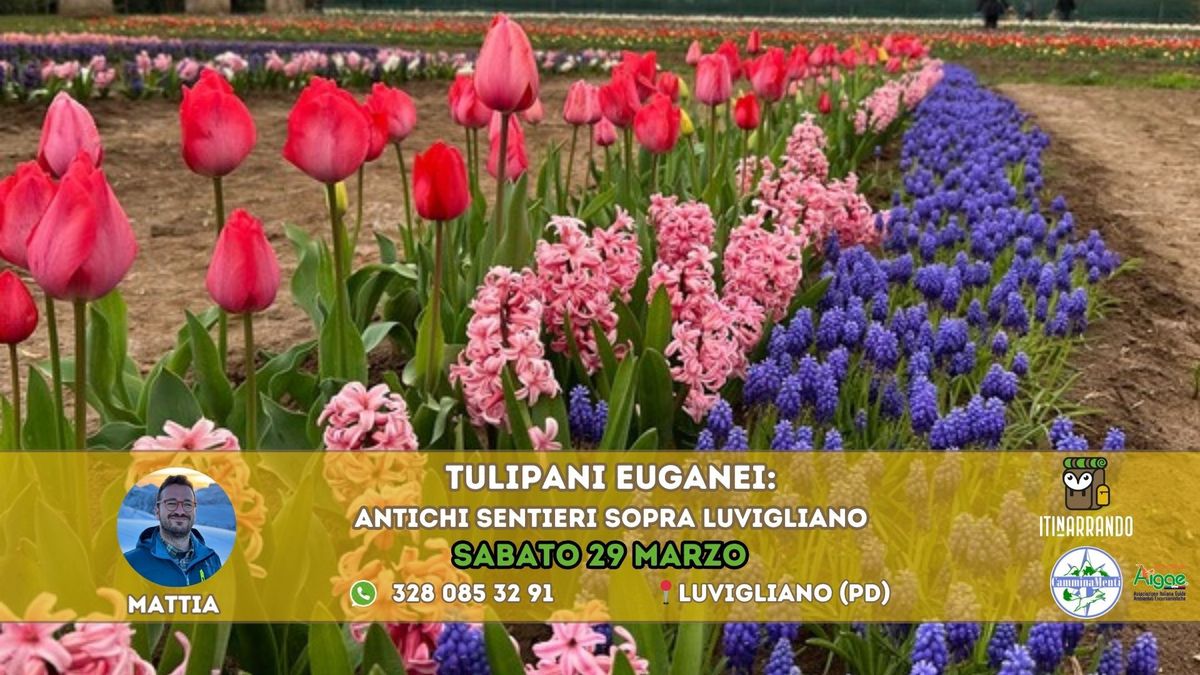 Veneto(PD): Tulipani Euganei: Escursione e raccolta di Tulipani 