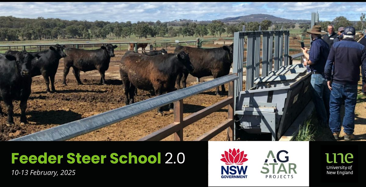 Feeder Steer School 2.0