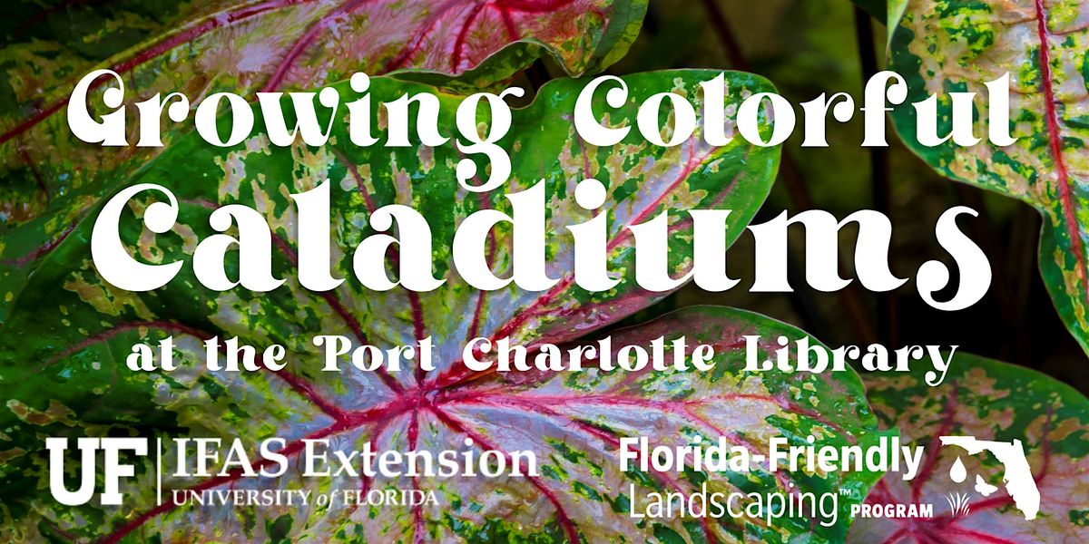 Growing Colorful Caladiums