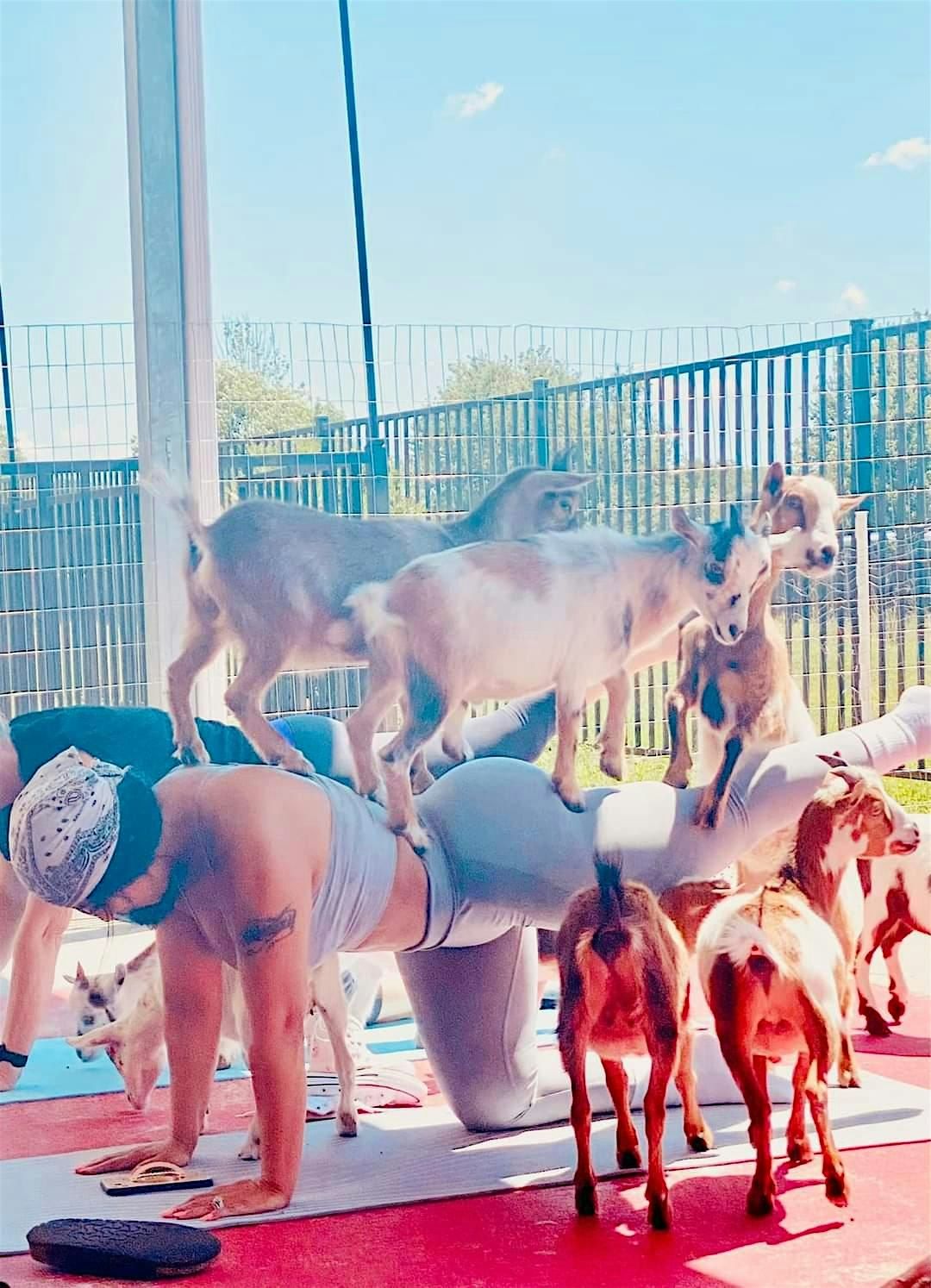 Goat Yoga Houston At Home Run Dugout in Katy Saturday July 20th, 10AM!