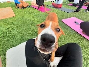 Puppy Yoga @ Eastdale