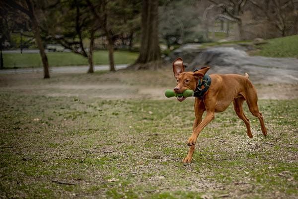 Obstacle Course at the Audubon
