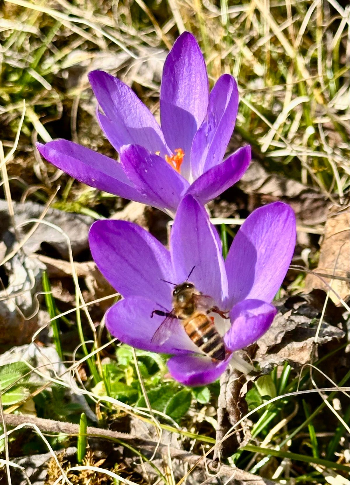 February 25th Meeting - Covered Dish - New Time 6:00 pm - Scott Davis talk on spring bees.