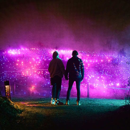 Astra Lumina: An Enchanted Night Walk Amongst the Stars