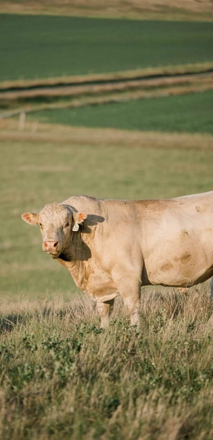 EATON CHAROLAIS FLORIDA BULL SALE - CATTLEMEN'S LIVESTOCK MARKET 