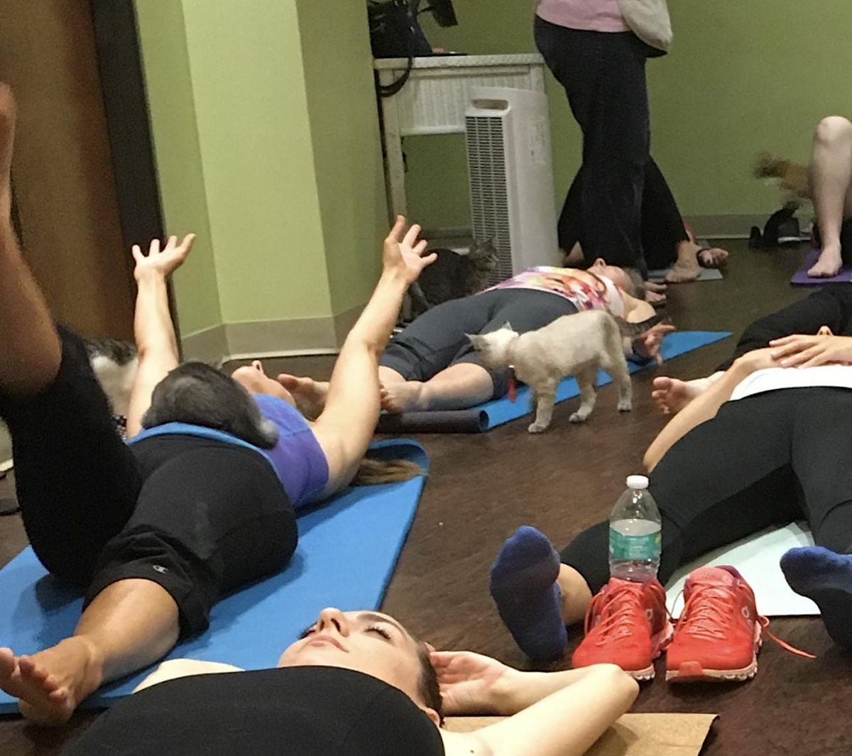 YOGA MEOW - Yoga with adoptable cats!