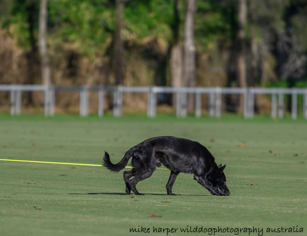 IGP Club Trial | Junee Dog Sport Club