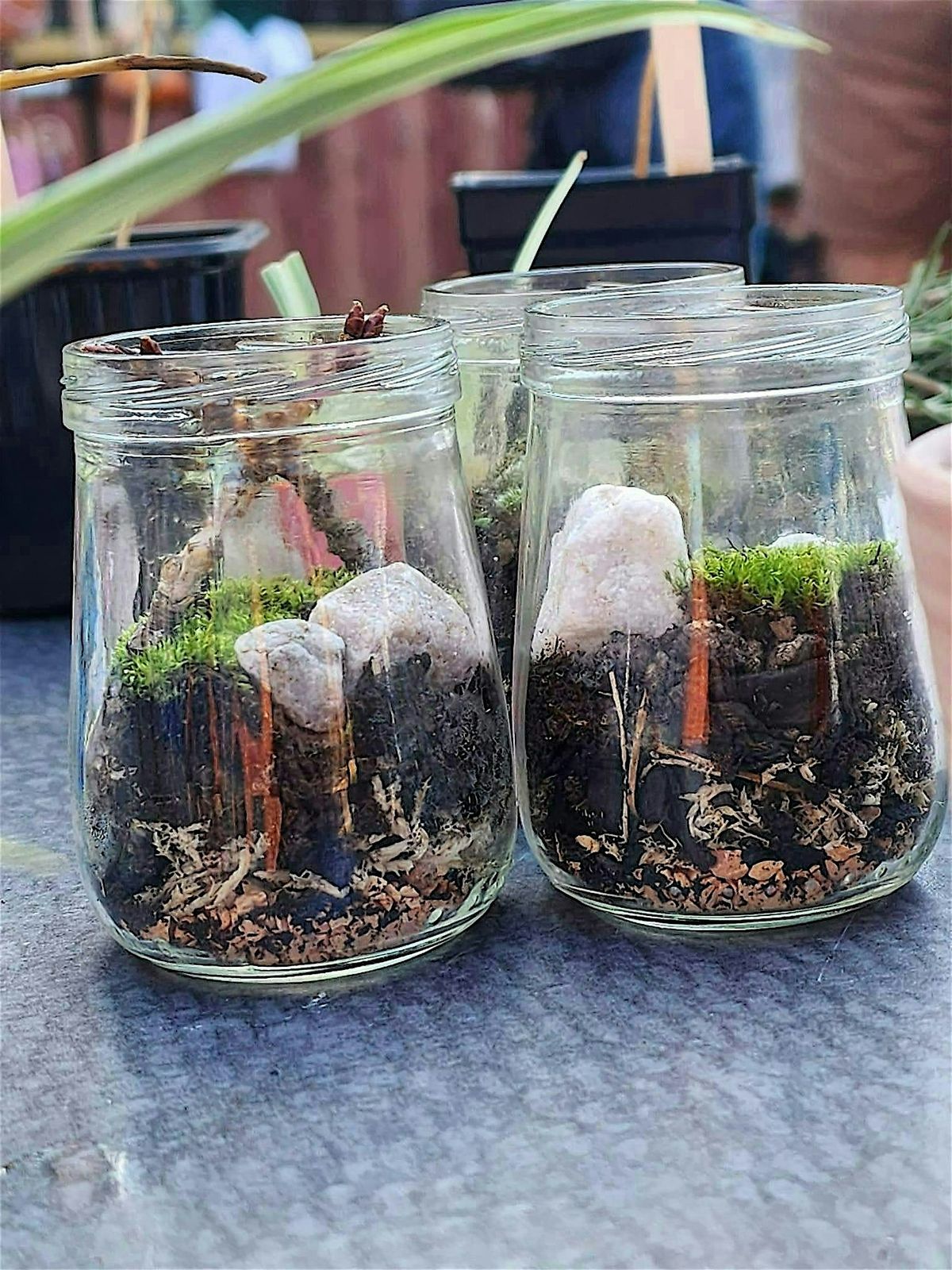 Create your very own terrarium!