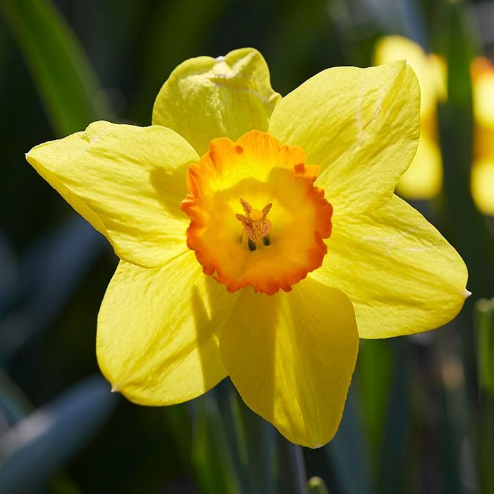 Daffodil Day Celebration at Historic Whipps Garden Cemetery in Ellicott City