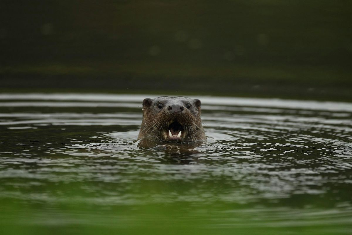 Early Morning Otter Watch at Lyndon Nature Reserve