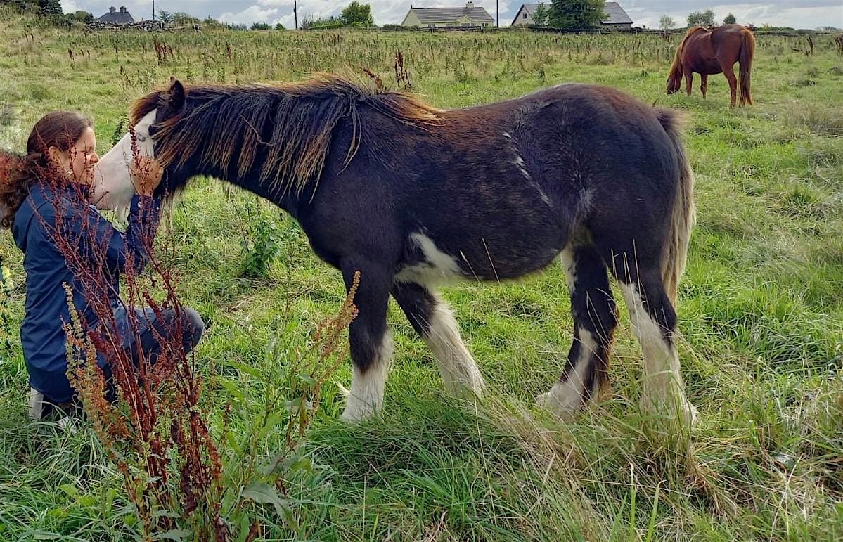 Erlebnistage mit Pferden in Irland