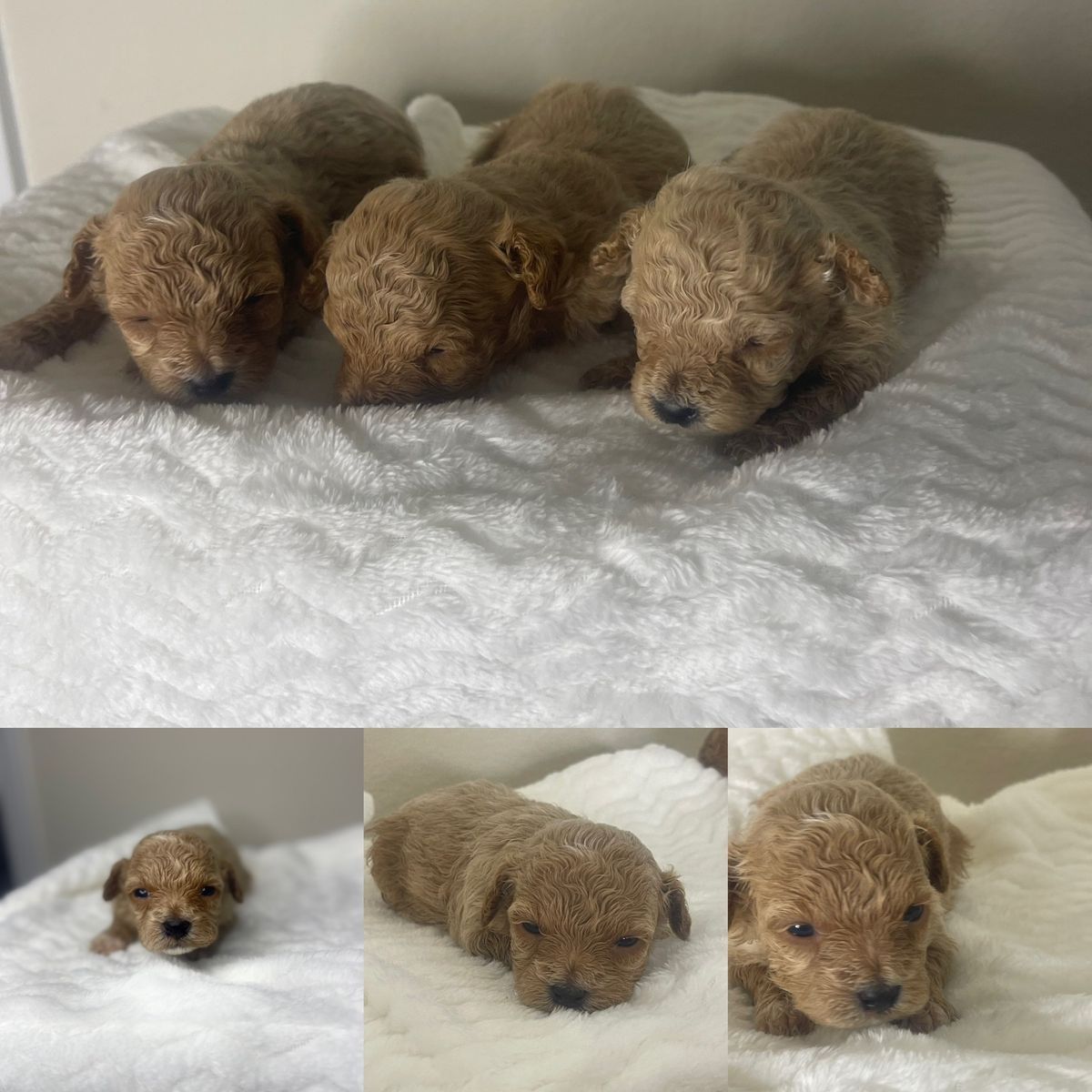 CKC Registered Poochon Puppies Available for Rehoming