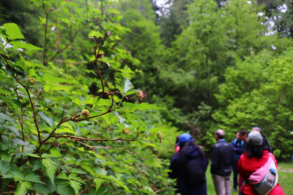 North Vancouver Foraging\/ Plant ID Walk October 26 , 2024