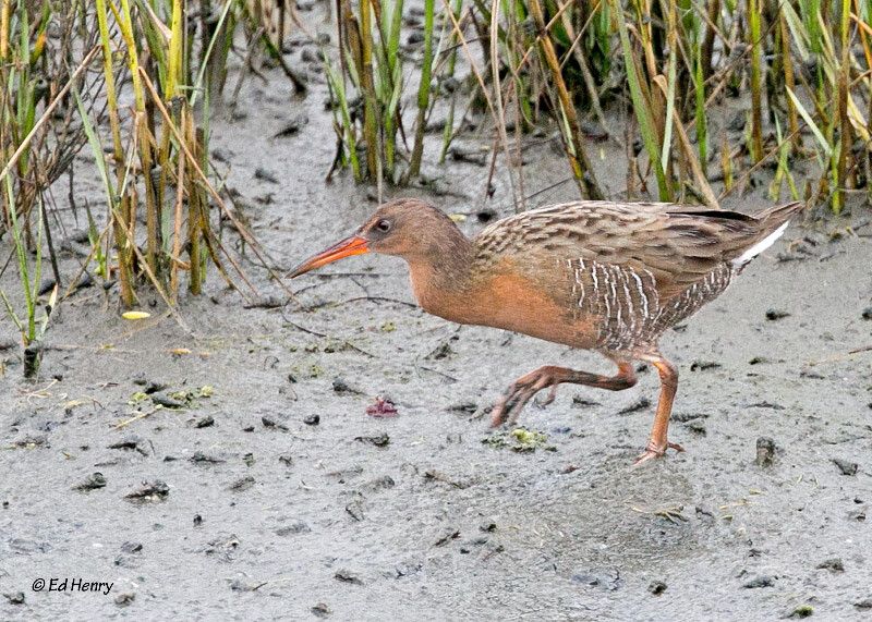 Interpretive Walk: San Diego River Mouth