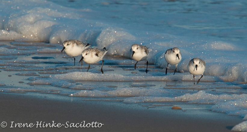 Assateague Nature Photography Fall Workshop