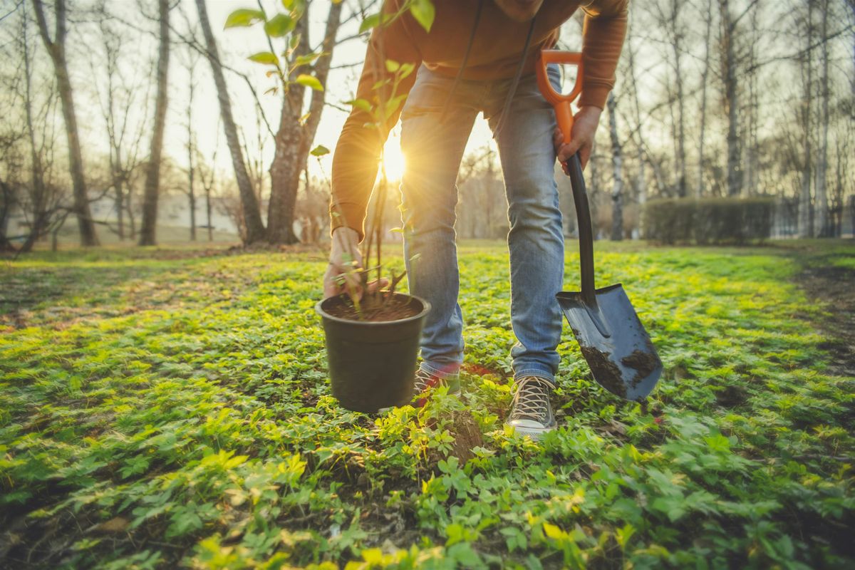 Tree Giveaway at Huron Park