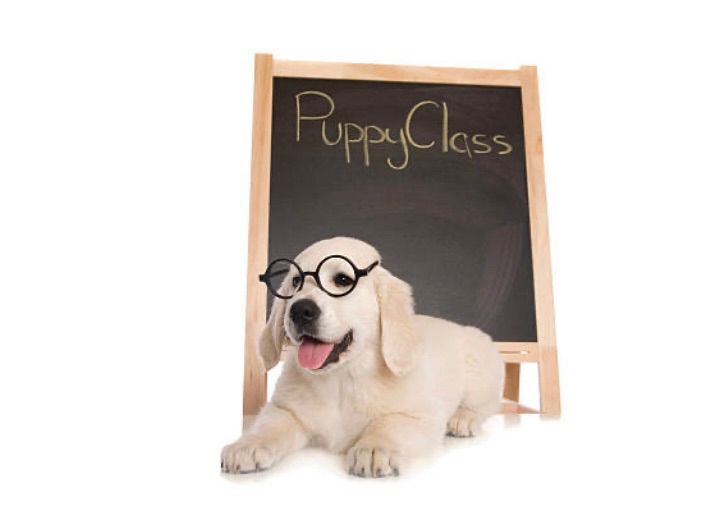 Puppy Classes Using Positive Reinforcement Methods