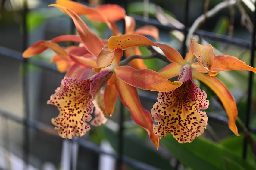 Niagara Frontier Orchid Society Orchid Show Fall 2024