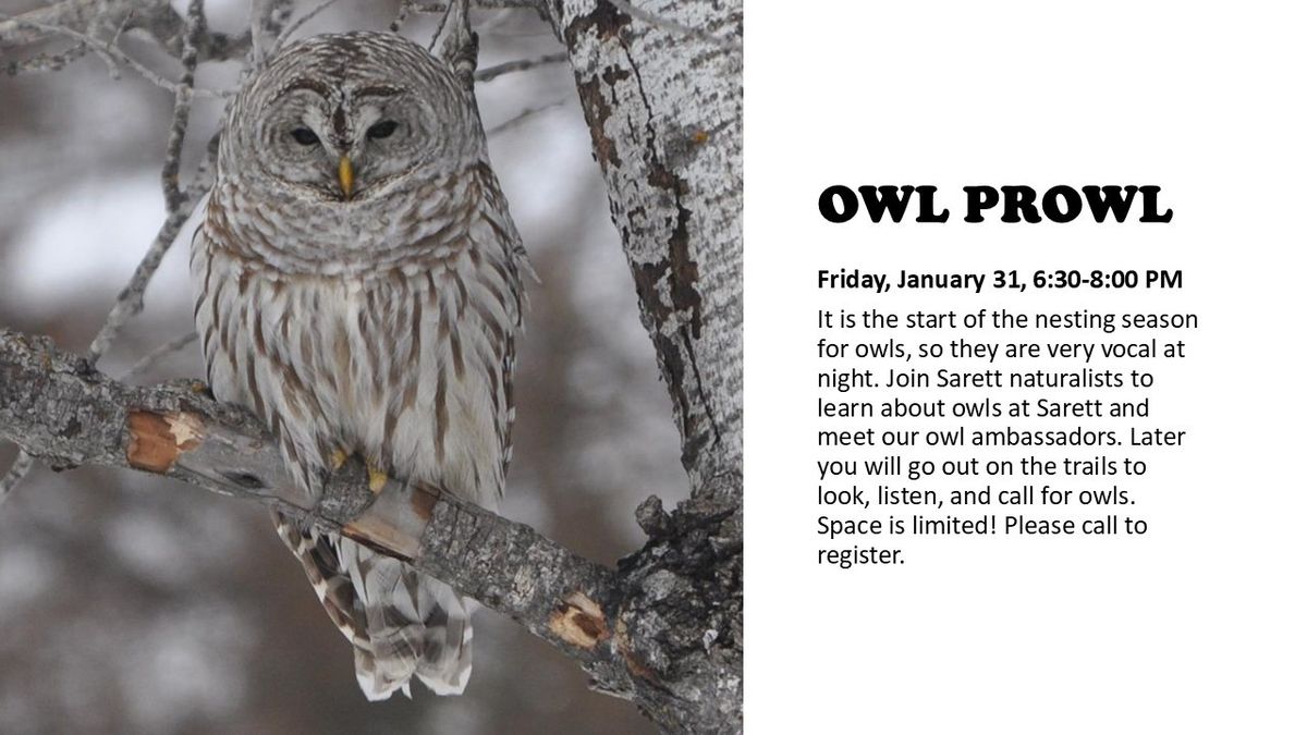 Owl Prowl