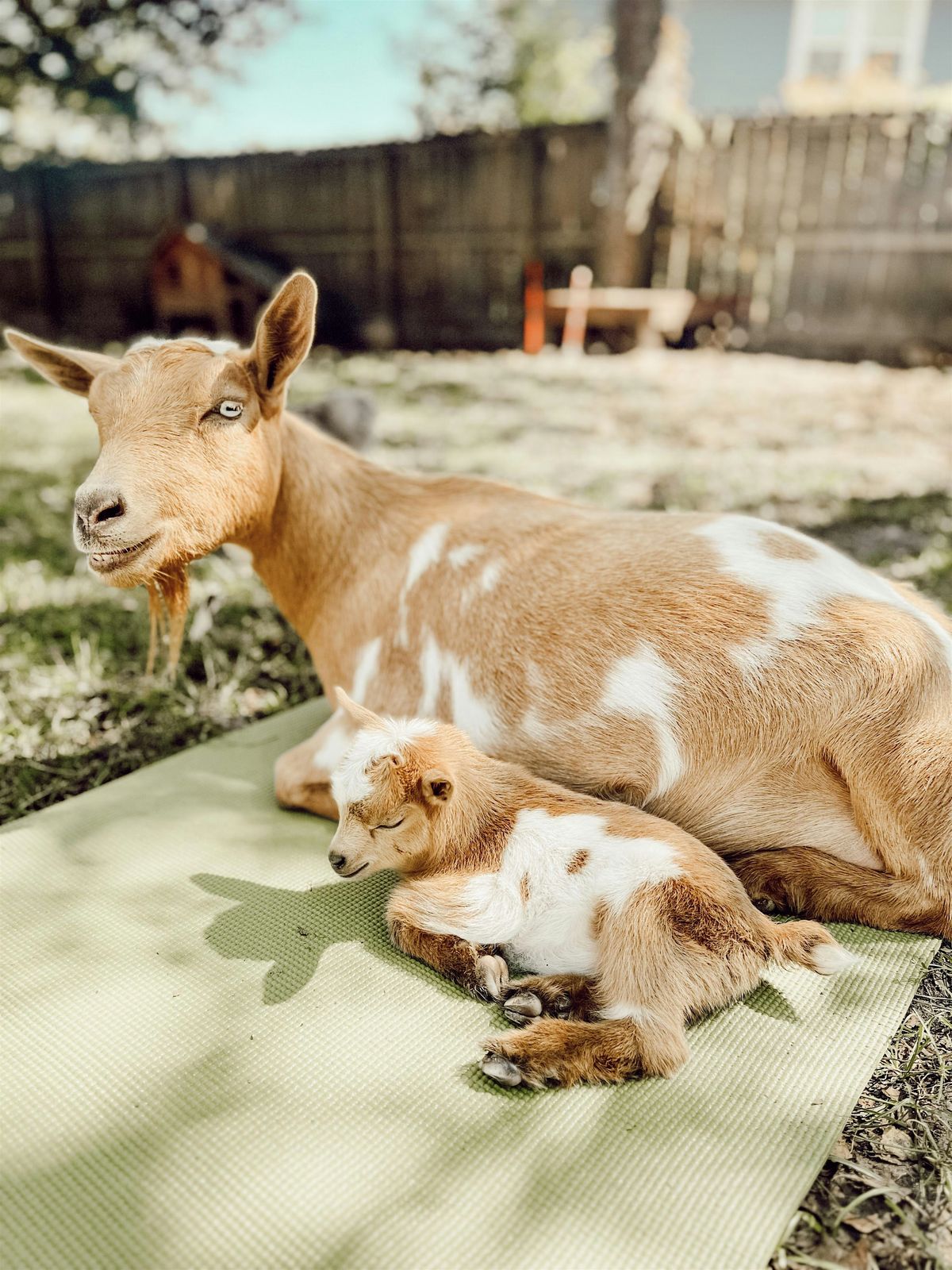 Toddler Goat Yoga