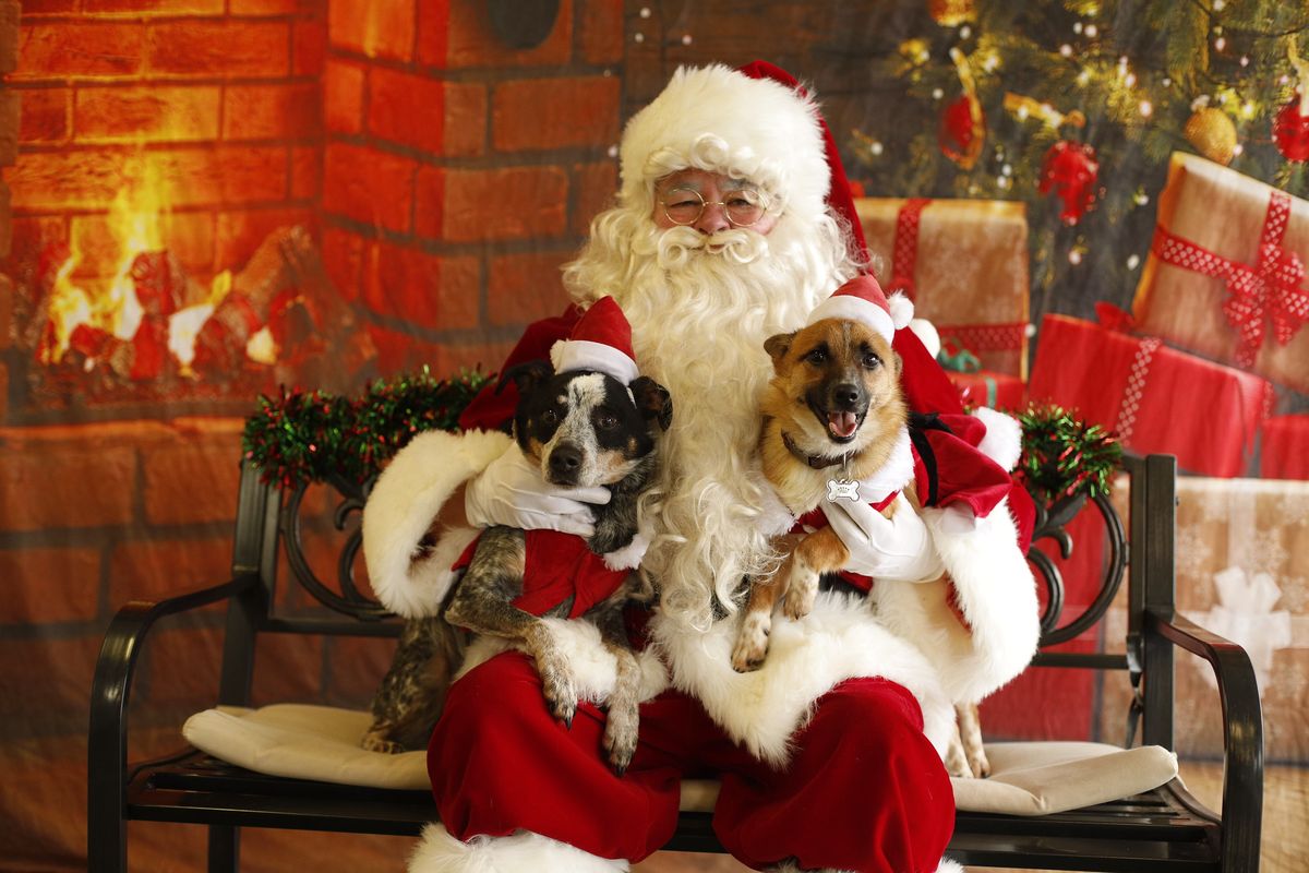 Picture Your Pet With Santa