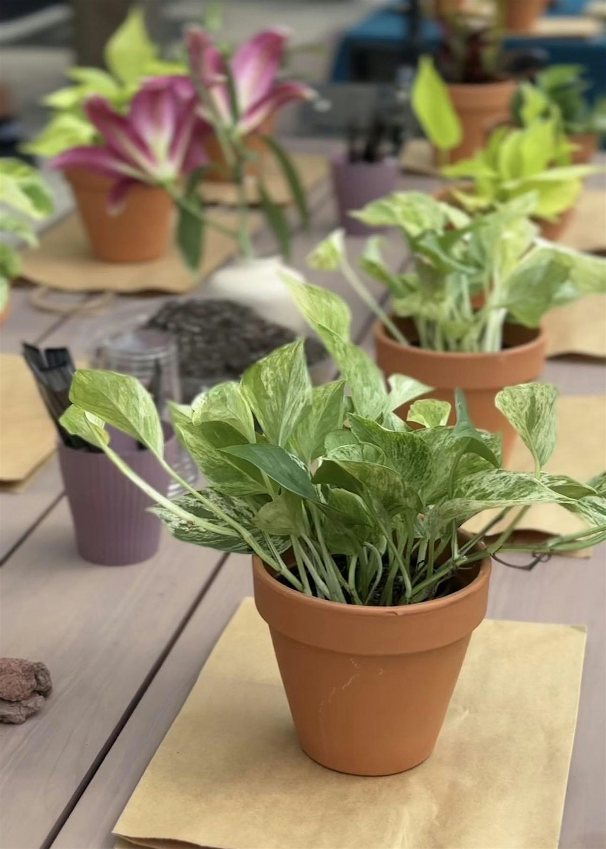 Plant Pals: Pot-A-Plant (Juneteenth Themed)