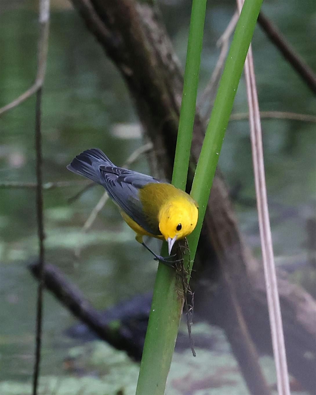 Guided Birding Walk - Spring Migration