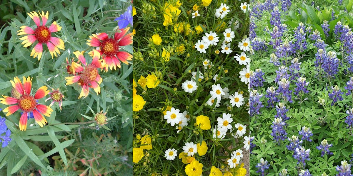 FAST Class: Fall  Texas  Wildflowers by Seed