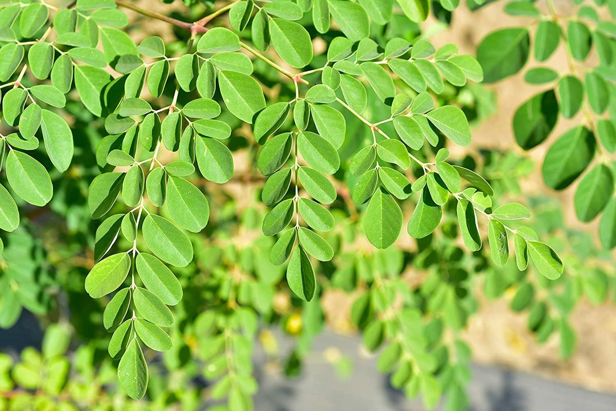 Moringa and Gardening in Spring