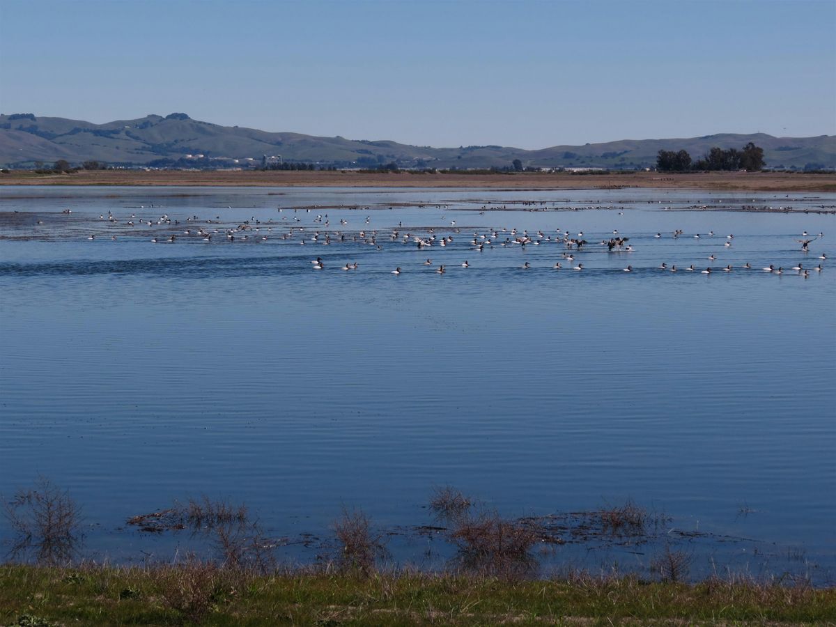 Don Edwards San Francisco Bay NWR:  2024-2025 Waterfowl Hunting Permit