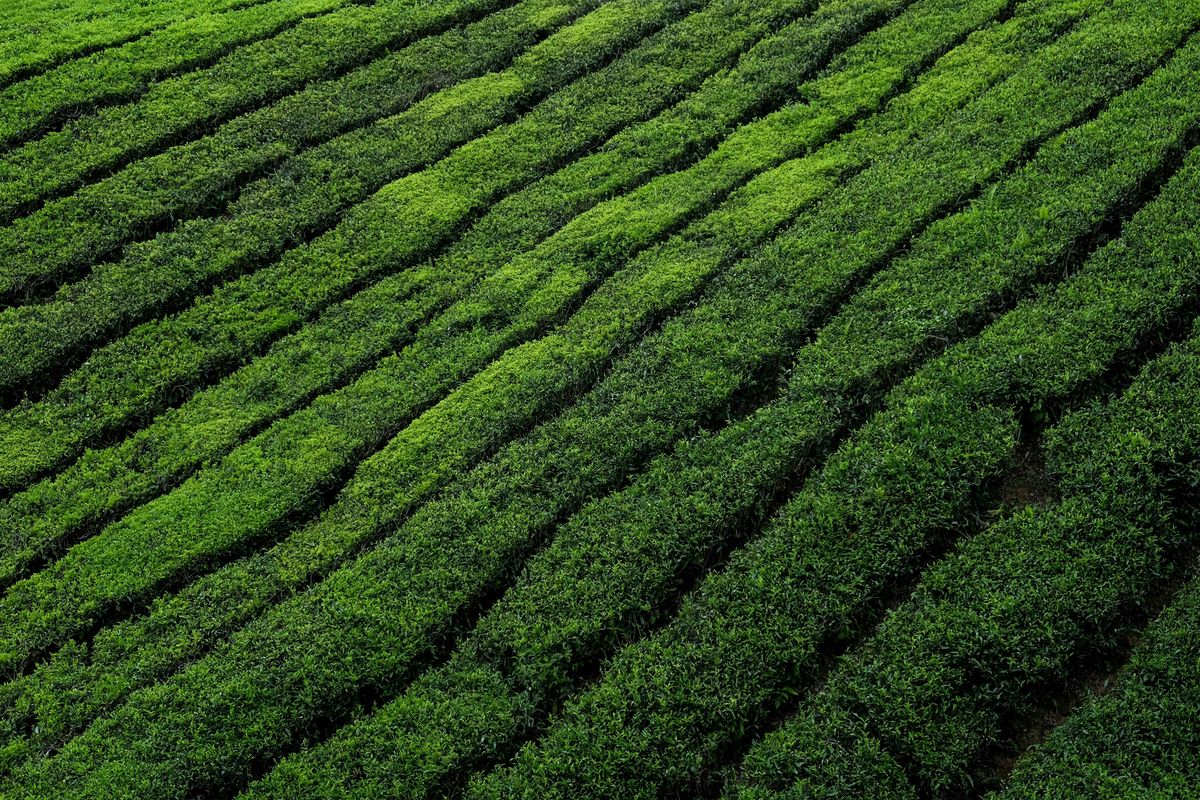 Vancouver Tea Expo