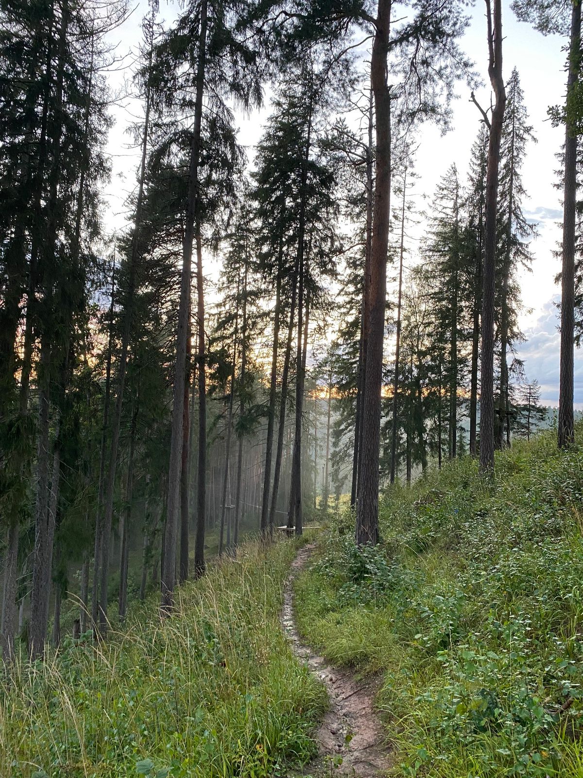 Forest Bathing at Snuff Mills Park