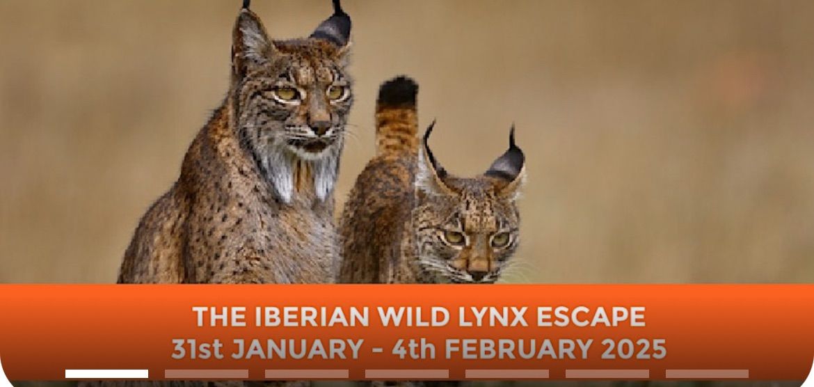 THE IBERIAN WILD LYNX ESCAPE 2025