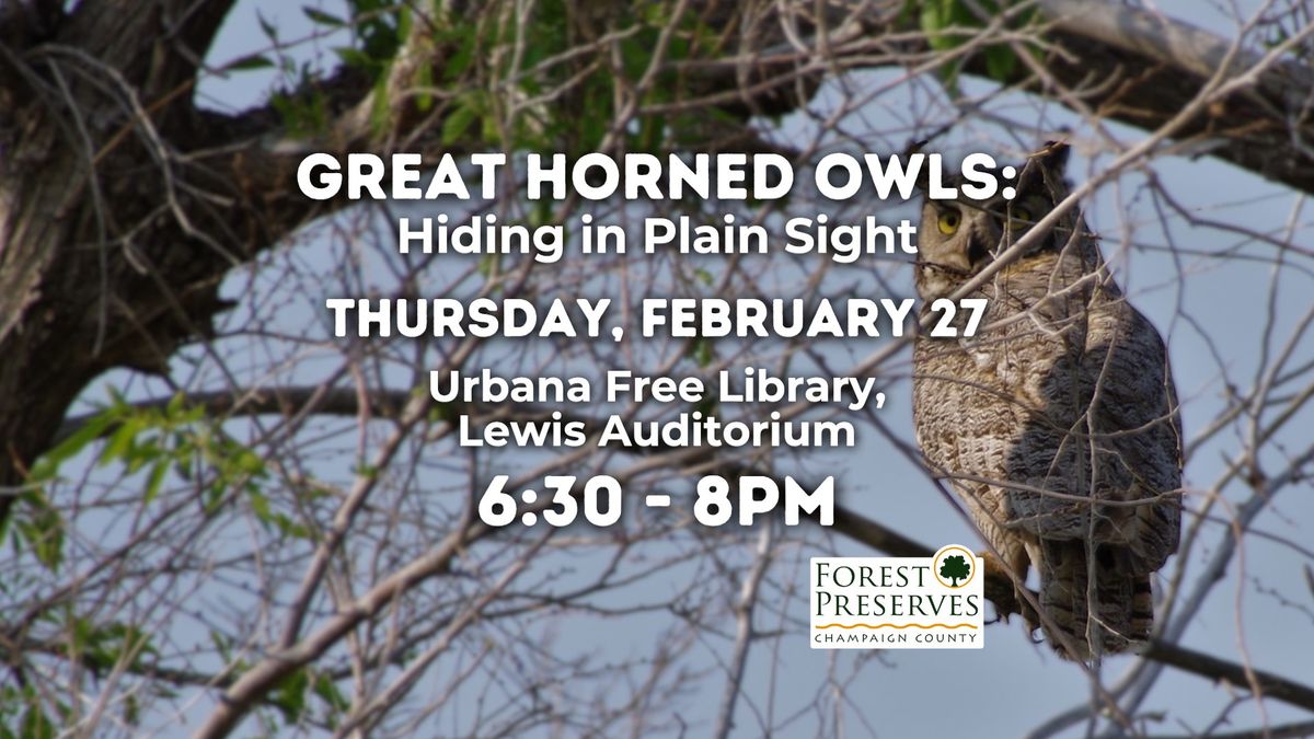 Great Horned Owls; Hiding in Plain Sight