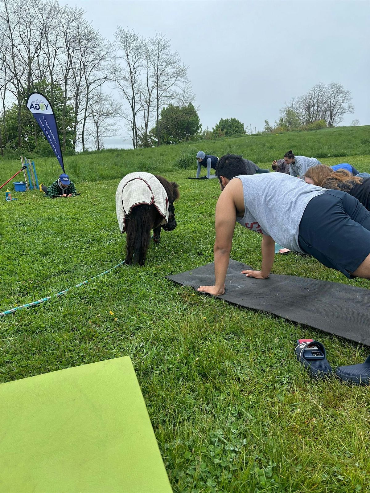 Mini Horse Yoga + Meditation