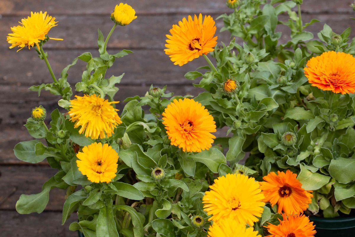 Calendula, Pot Maragold