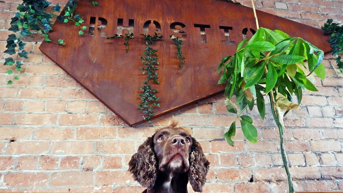 Rainbow Pooch in the Cafe \/ Rainbow Pooch yn y Caffi (Cardiff and the Vale)