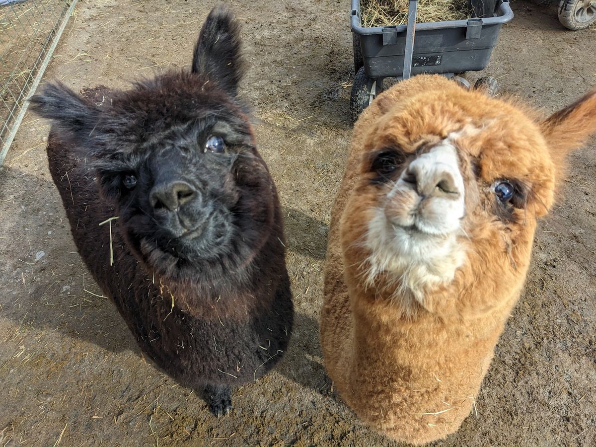 Free! Meet Alpacas with Harvard Alpaca Ranch