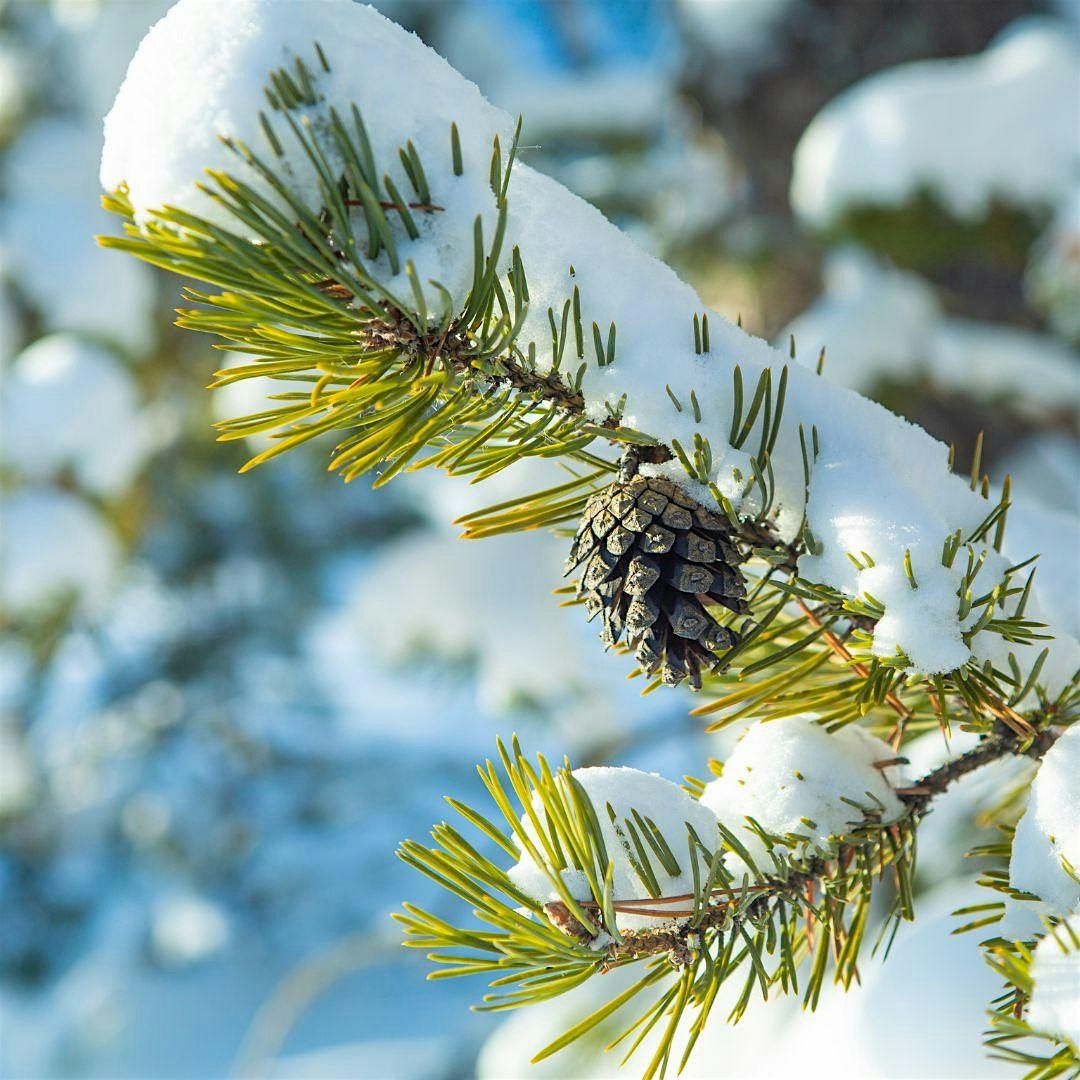 Winter Solstice Forest Bathing Walk